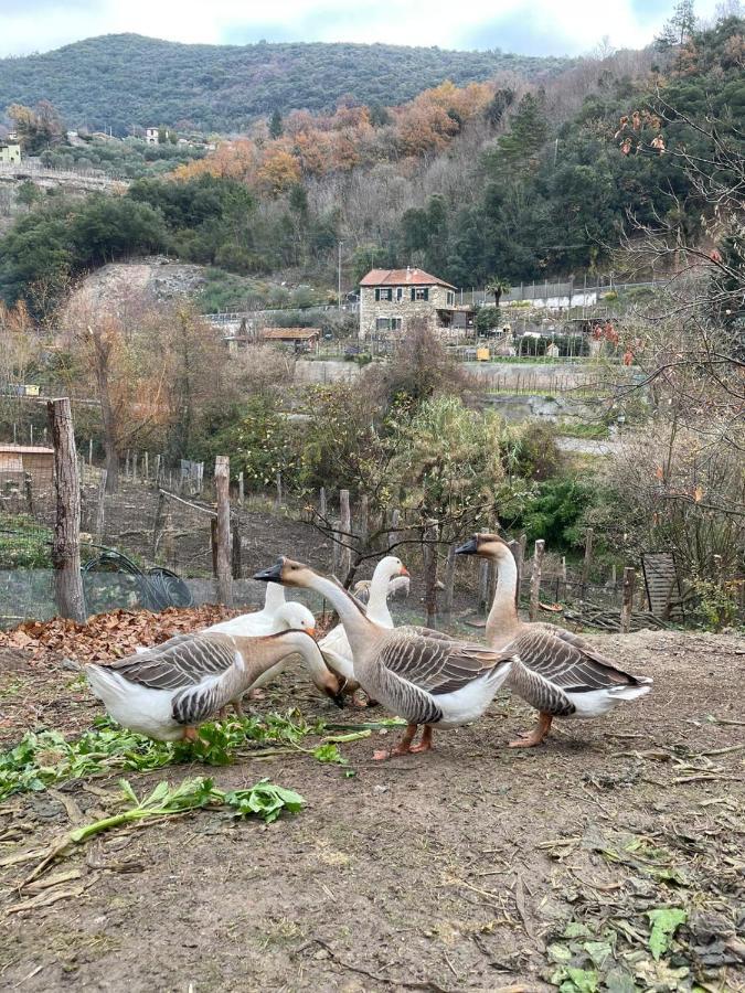 Agricamping Le Terrazze Hotel Orco Feglino Exterior foto